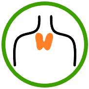 Endocrinology Service